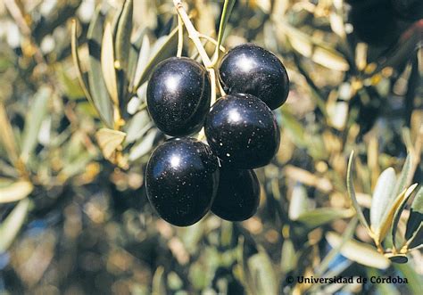 La importancia de las variedades | Aceites de Oliva de España