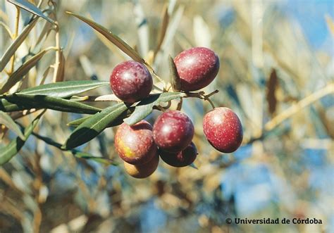 La importancia de las variedades | Aceites de Oliva de España