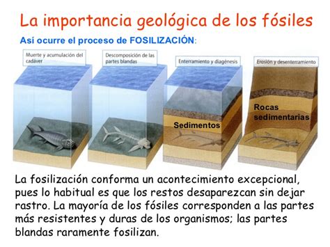 La importancia geológica de los fósiles