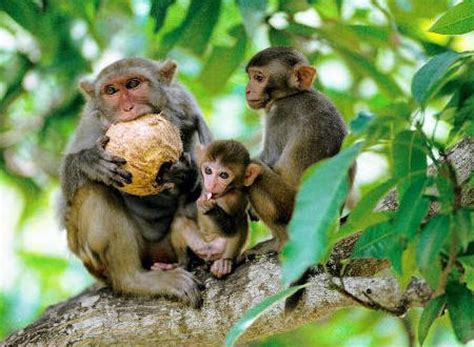 La isla de los monos Nanwan en Hainan_Spanish.China.org.cn