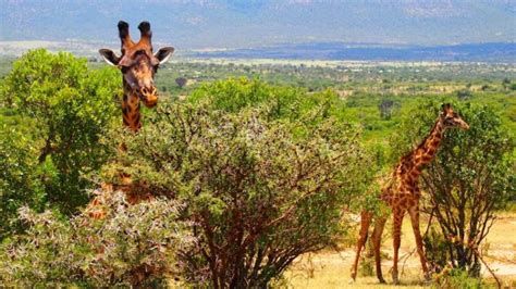 La jirafa | Características, hábitat, alimentación, qué come