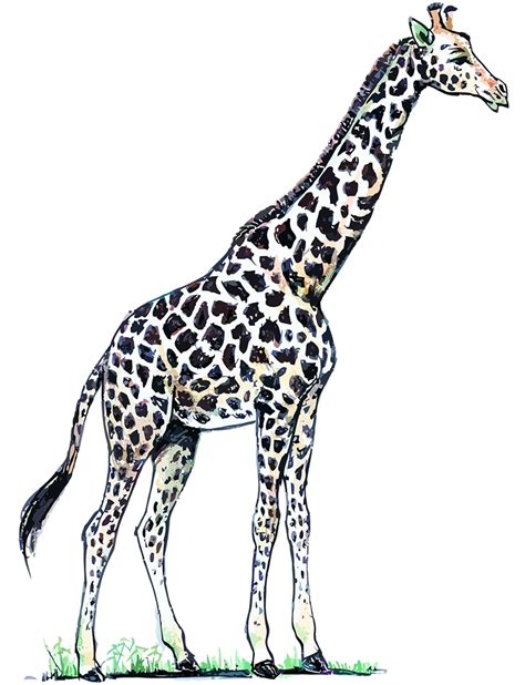 La jirafa