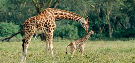 La jirafa se suma a la lista de animales en riesgo de ...