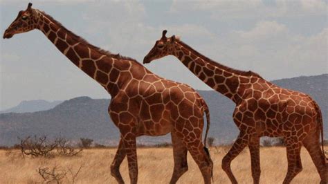 La jirafa tiene 7 vértebras cervicales   TVN Kids   Kunga ...