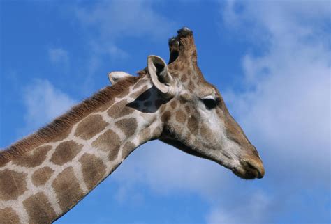 La jirafa, un animal mudo de gran corazón | Zoo Aquarium ...