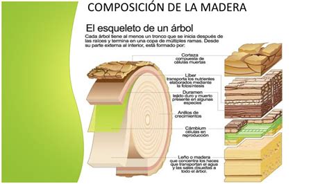 LA MADERA La madera es un material de origen vegetal que ...