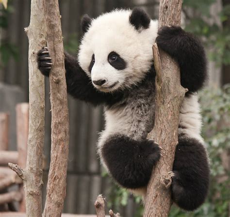 La marca oso panda, ¿una especie en extinción?