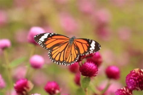 La mariposa monarca | Características, migración, ciclo de ...