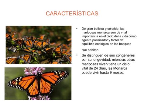 La Mariposa Monarca