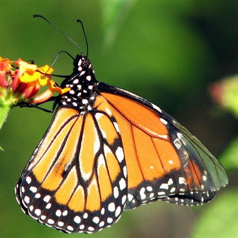 La Mariposa y su magia : Mi Rincón Mágico