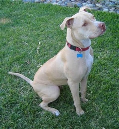 LA MASCOTA FELIZ: Raza Canina Pit Bull Terrier  Perfil ...