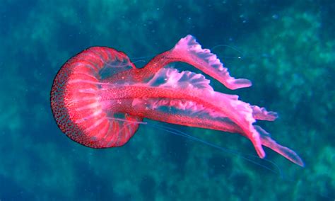 La MEDUSA 【 Tipos de medusas, Alimentación, Hábitat ...