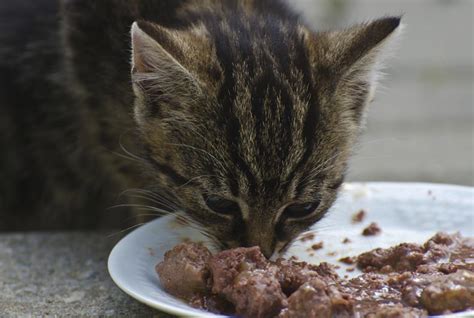 La mejor alimentación de los gatos | Pienso seco o Comida ...