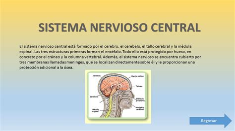 LA MENINGITIS Definición Sistema nervioso central   ppt ...