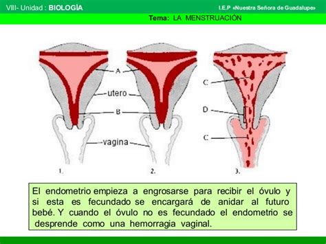 La menstruación