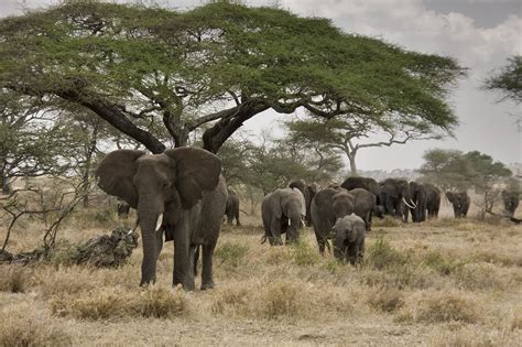 La migración de los elefantes marca mejor las estaciones ...