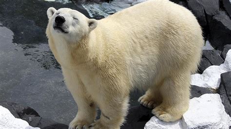 La misteriosa muerte de un oso polar del Seaworld de San Diego