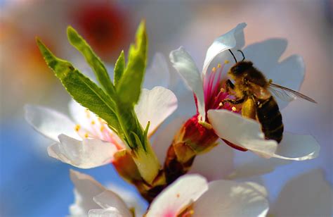 La muerte de millones de abejas podría ser causa de un ácaro