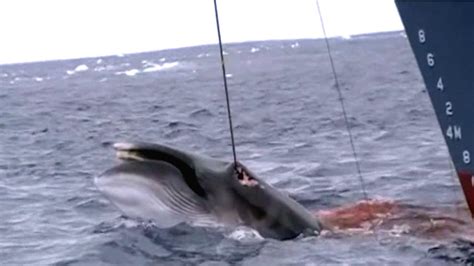 La ONG Sea Shepherd difunde un vídeo de una brutal caza de ...