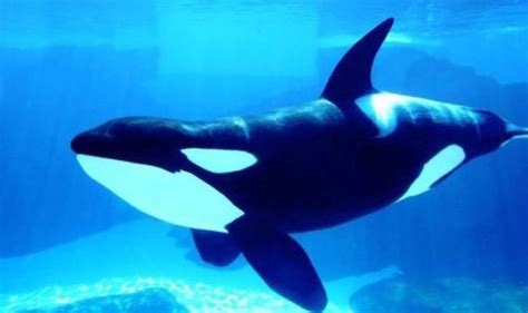 La orca | Informacion sobre animales