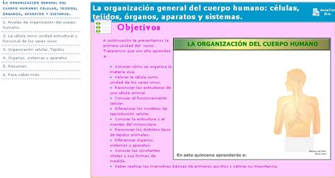 La organización general del cuerpo humano: células ...