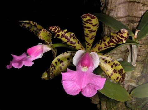 La Orquídea y sus asombrosas formas | Plantas