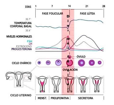 La ovulación, es la base para una nueva vida