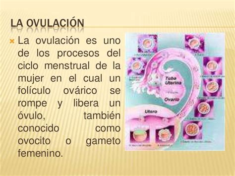 La ovulación y la menstruación