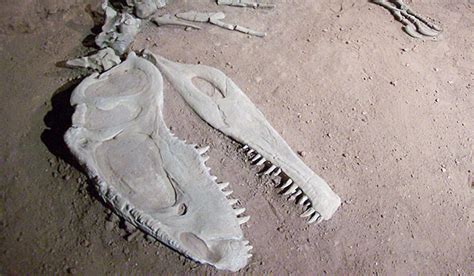 La Paleontología para el territorio neuquino es un tema de ...