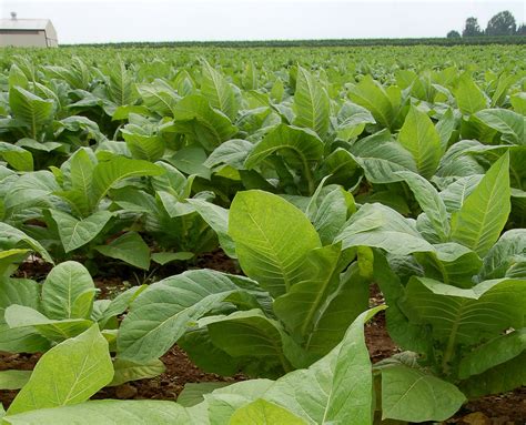 La planta de tabaco puede producir biocombustible y ...
