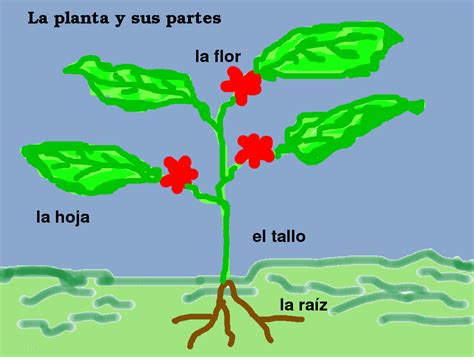 La planta y sus partes | EPDN