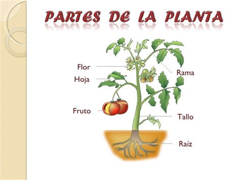 La planta y sus partes