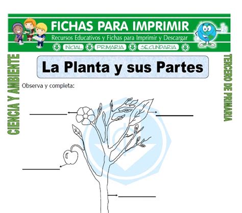 La Planta y sus Partes para Tercero de Primaria   Fichas ...