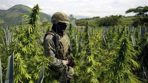 La posible legalización de la marihuana en México enfurece ...