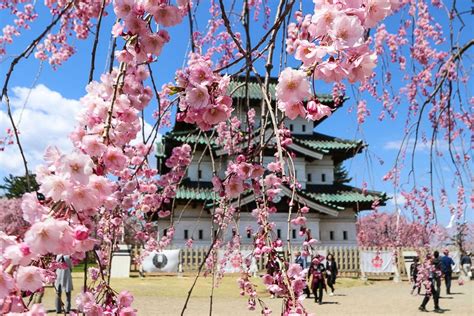 La primavera japonesa y el florecimiento de los cerezos ...