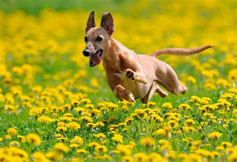 La primavera y las alergias en los perros   Blog Petsonic