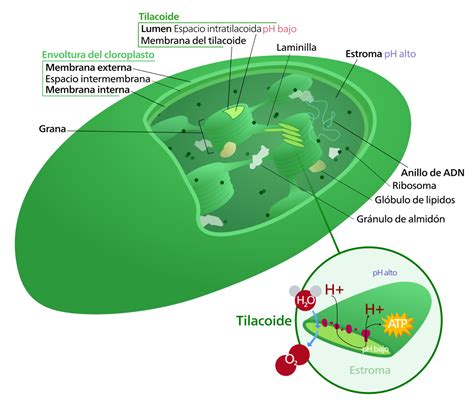 La proteína que salvó a la fotosíntesis   Mito | Revista ...