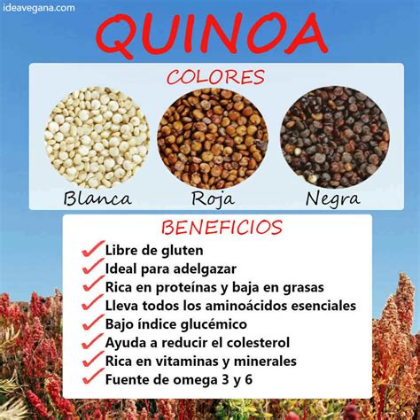 La quinoa: qué es, propriedades y beneficios de este ...