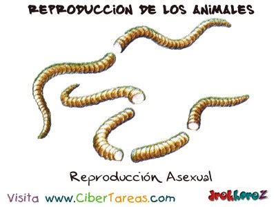 La Reproducción Asexual – Reproducción de los Animales ...