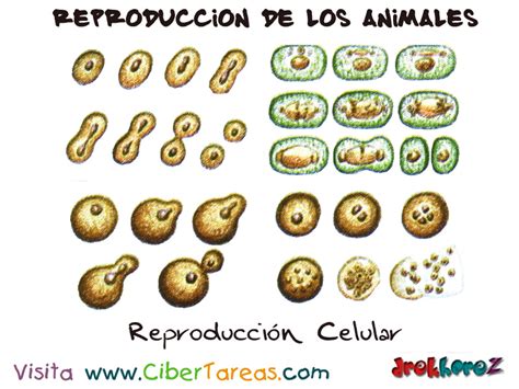 La Reproducción Celular – Reproducción de los Animales ...