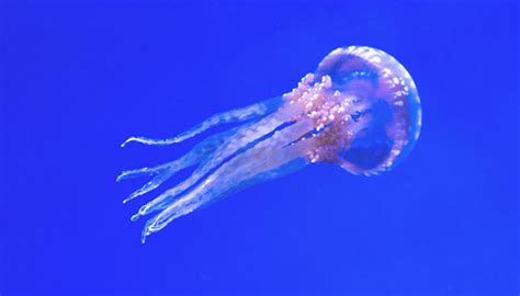 La reproducción de las medusas
