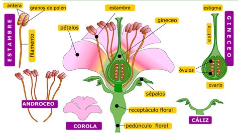 La Reproduccíon de las plantas con flores | Ciencias ...