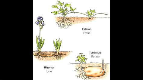 La reproducción de las plantas sin semillas   YouTube