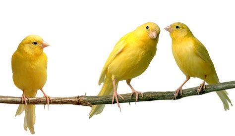La reproducción de los canarios