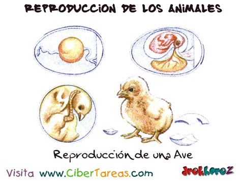 La Reproducción de una Ave – Reproducción de los Animales ...