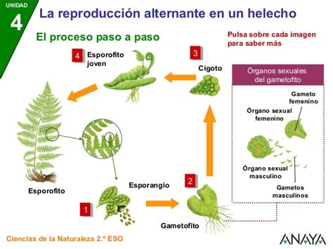 La reproducción en las plantas on emaze