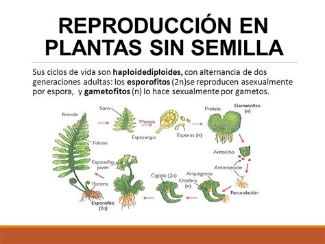 LA REPRODUCCIÓN EN PLANTAS.   ppt video online descargar