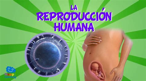La Reproducción Humana | Videos Educativos para Niños ...