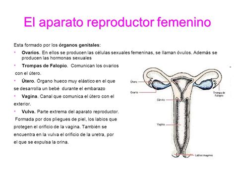 La reproducción La fecundación Las células sexuales   ppt ...