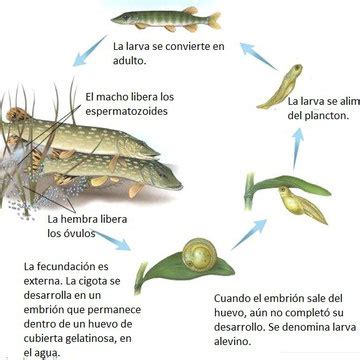 La reproducción   Página web de bioamerica6